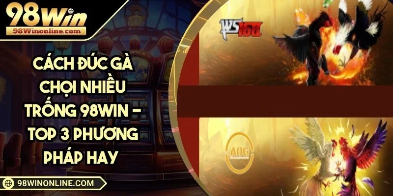 Cách đúc gà chọi nhiều trống