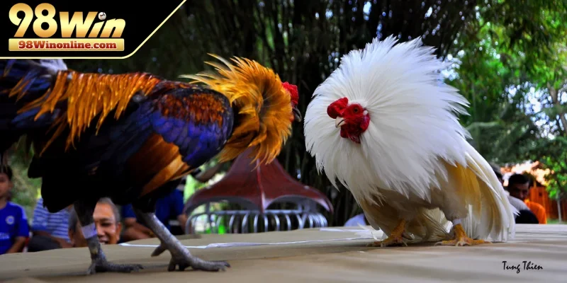 Giới thiệu về hình thức chọi kê trực tuyến