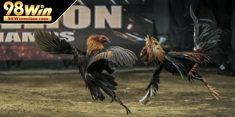 Nắm vững quy tắc, cách chơi đá gà online cơ bản